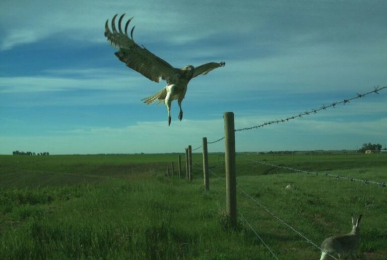 A camera trap has caught a glimpse of a bird swooping down next to a large rabbit.